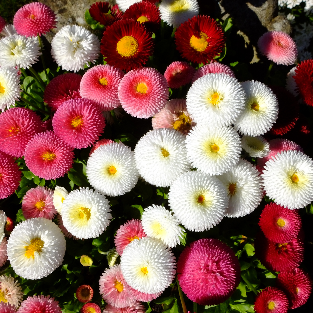 Pâquerette 'Habanera mix' - Bellis perennis 'Habanera mix'