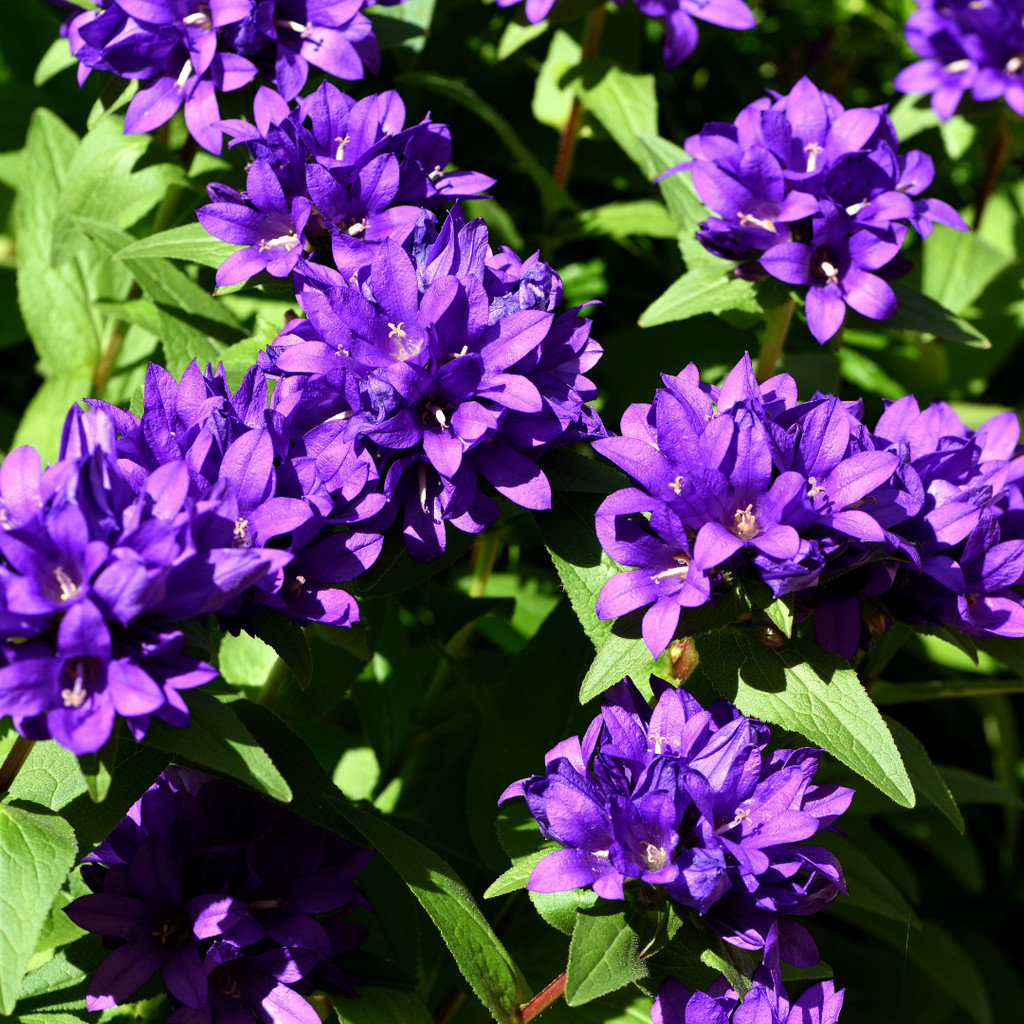 Campanula glomerata 'Acaulis'