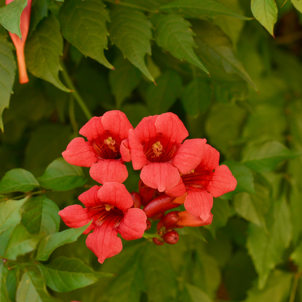 Campsis radicans 'Flamenco'