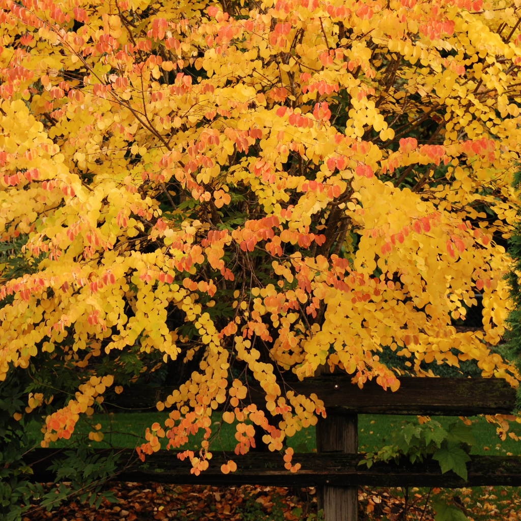 Arbre de Katsura - Cercidiphyllum japonicum 'Hanna's Heart'