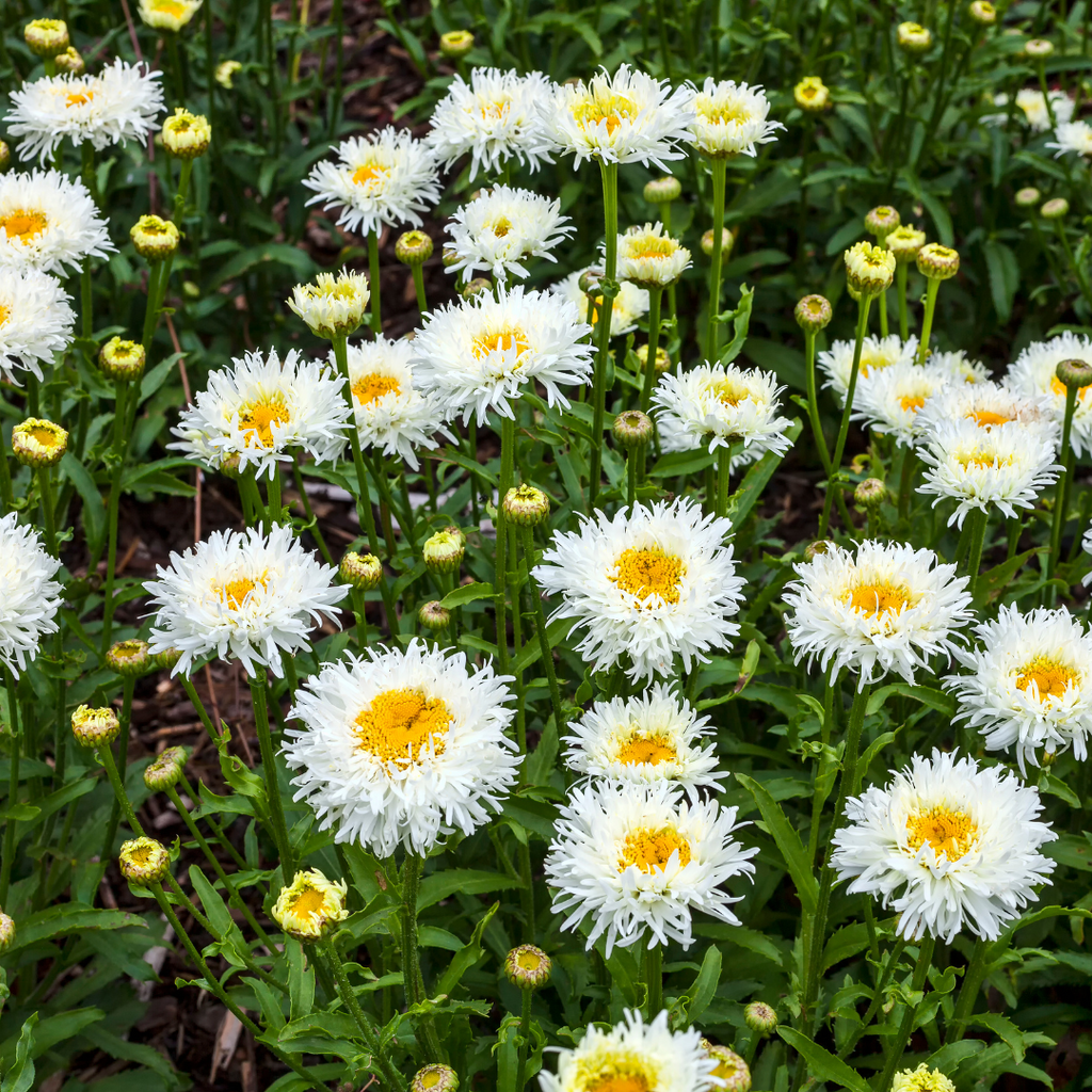 Chrysanthème 'Glory' - Chrysanthemum (Leucanthemum) superbum 'Glory'