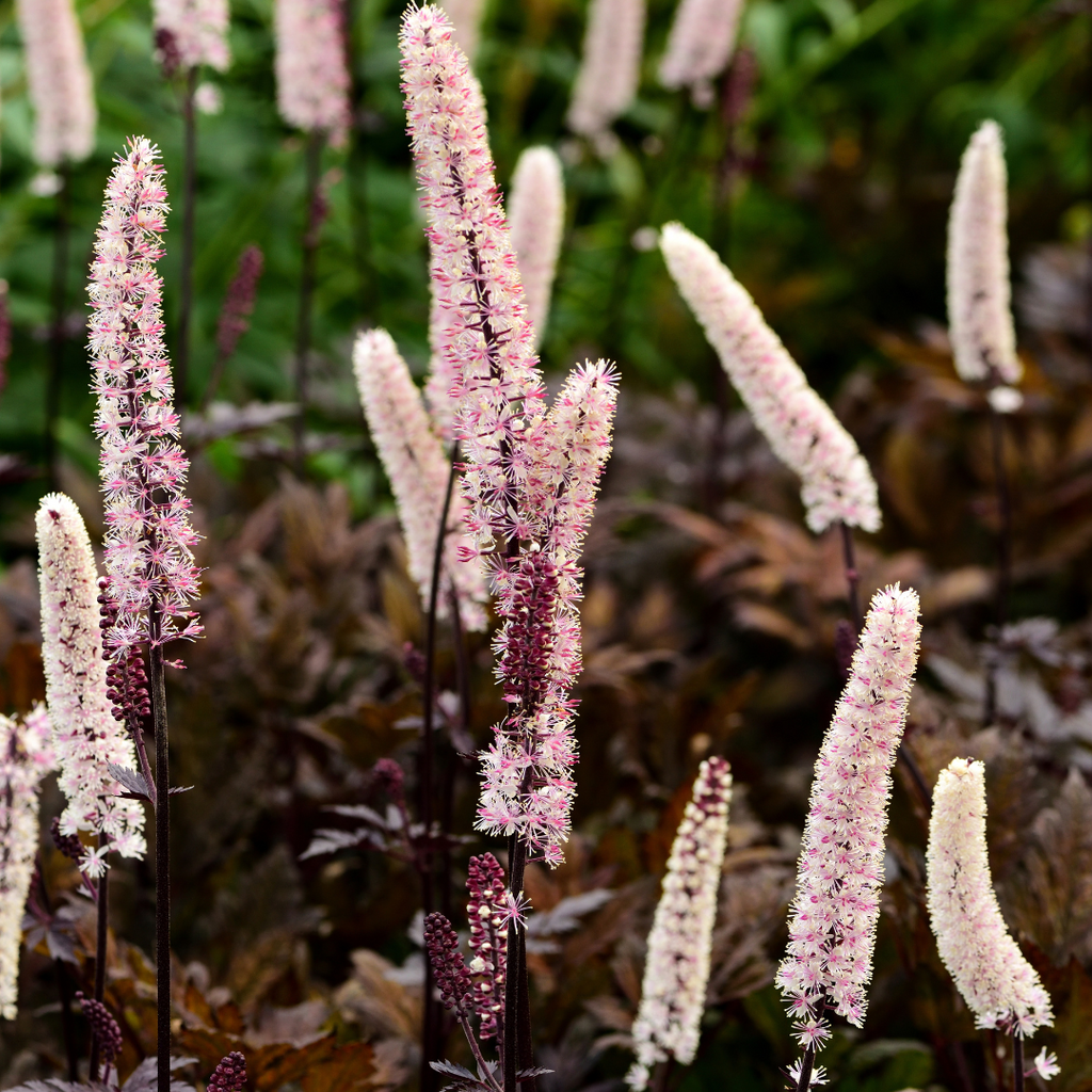 Cimicifuga simplex 'Black Negligee'