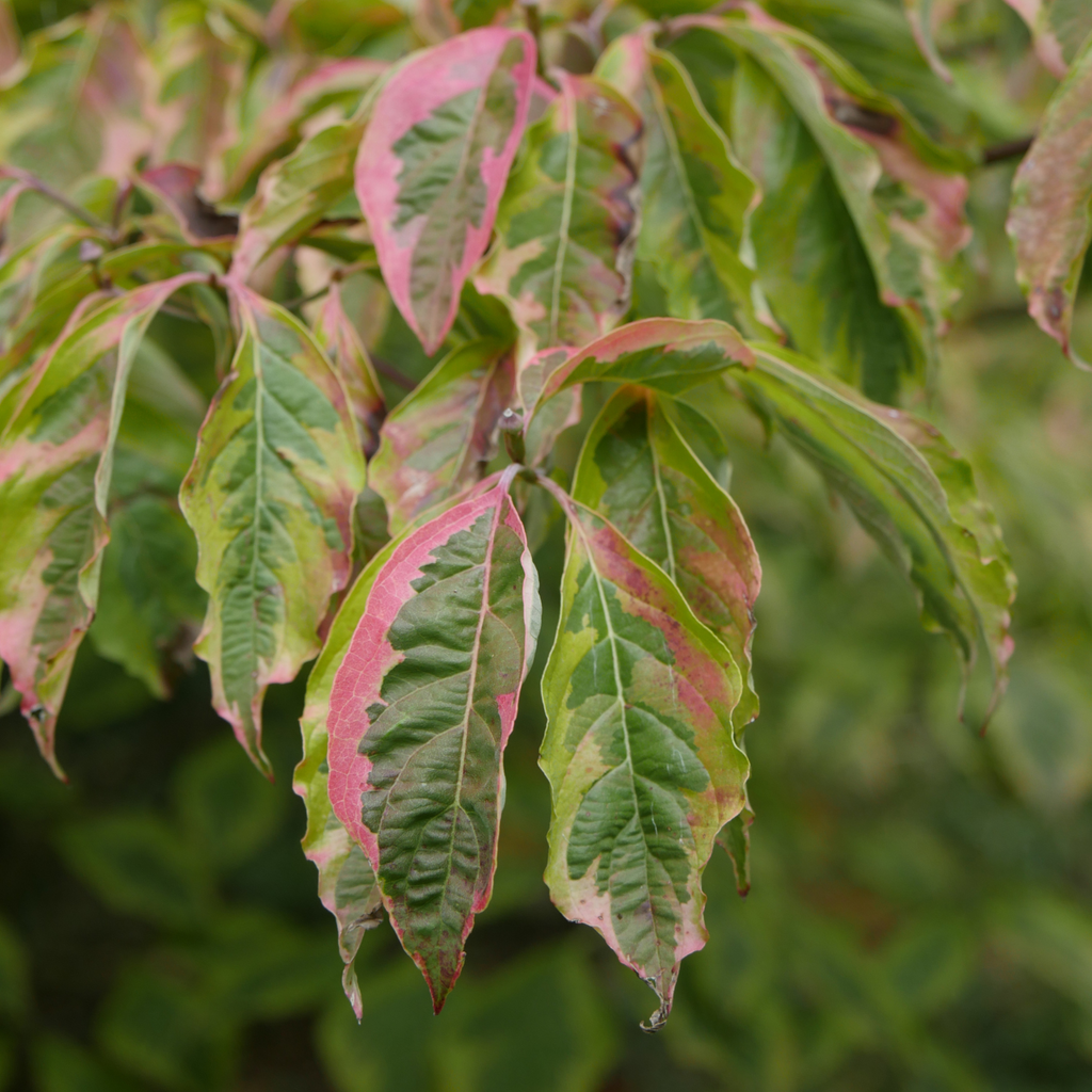 Cornouiller de Gouchault - Cornus alba 'Gouchaultii'