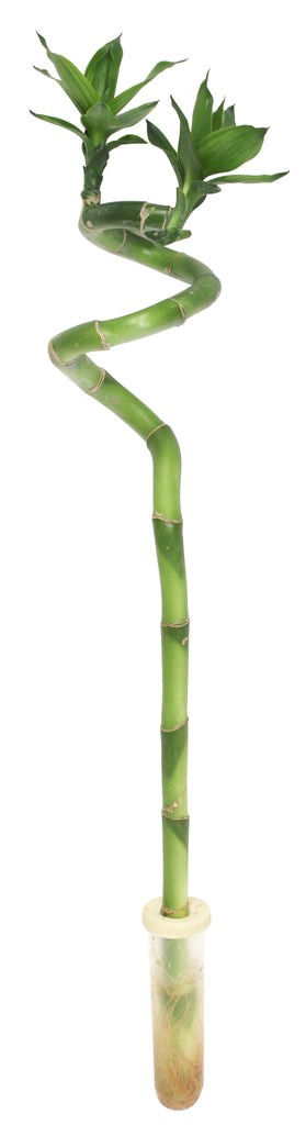 Bambou nain - Dracaena