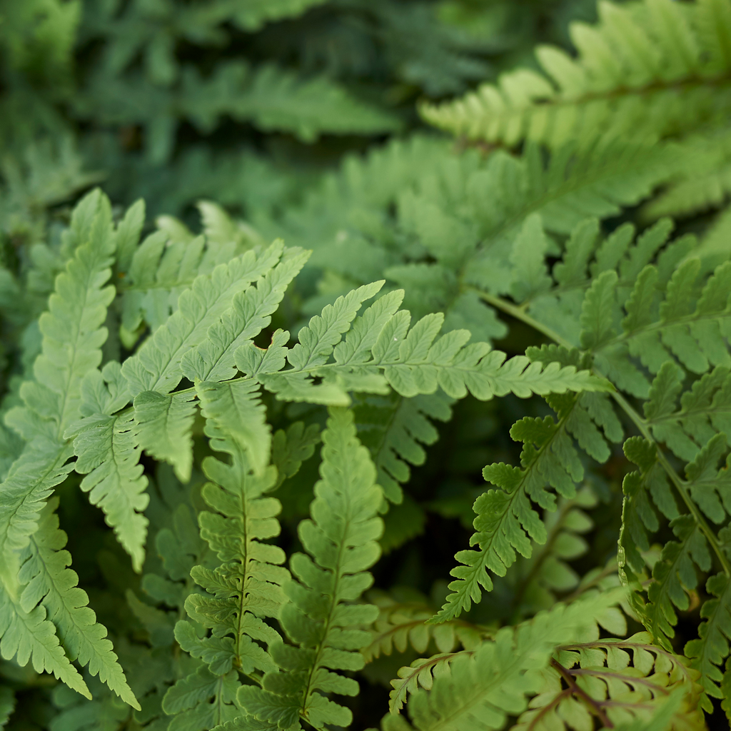  Dryopteris marginalis