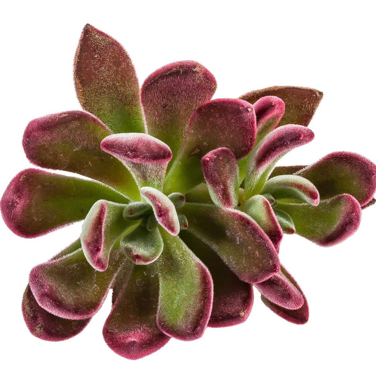 Echeveria Devotion - Echeveria pulvinata Devotion – Enracinés