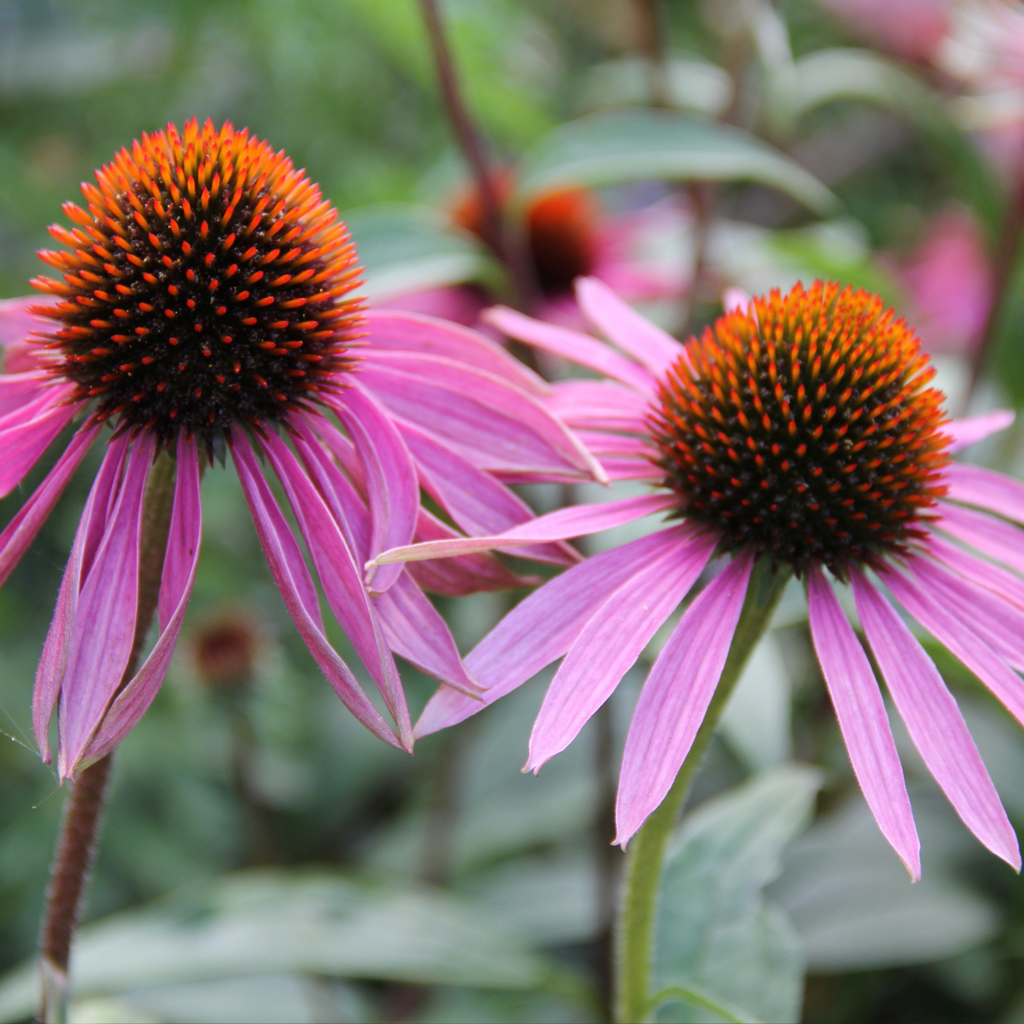 Echinacée Magnus - Echinacea purpurea 'Magnus'