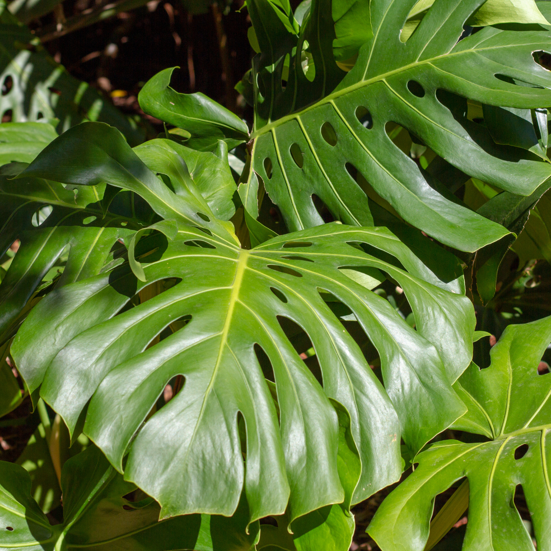 faux philodendron Faux Philodendron