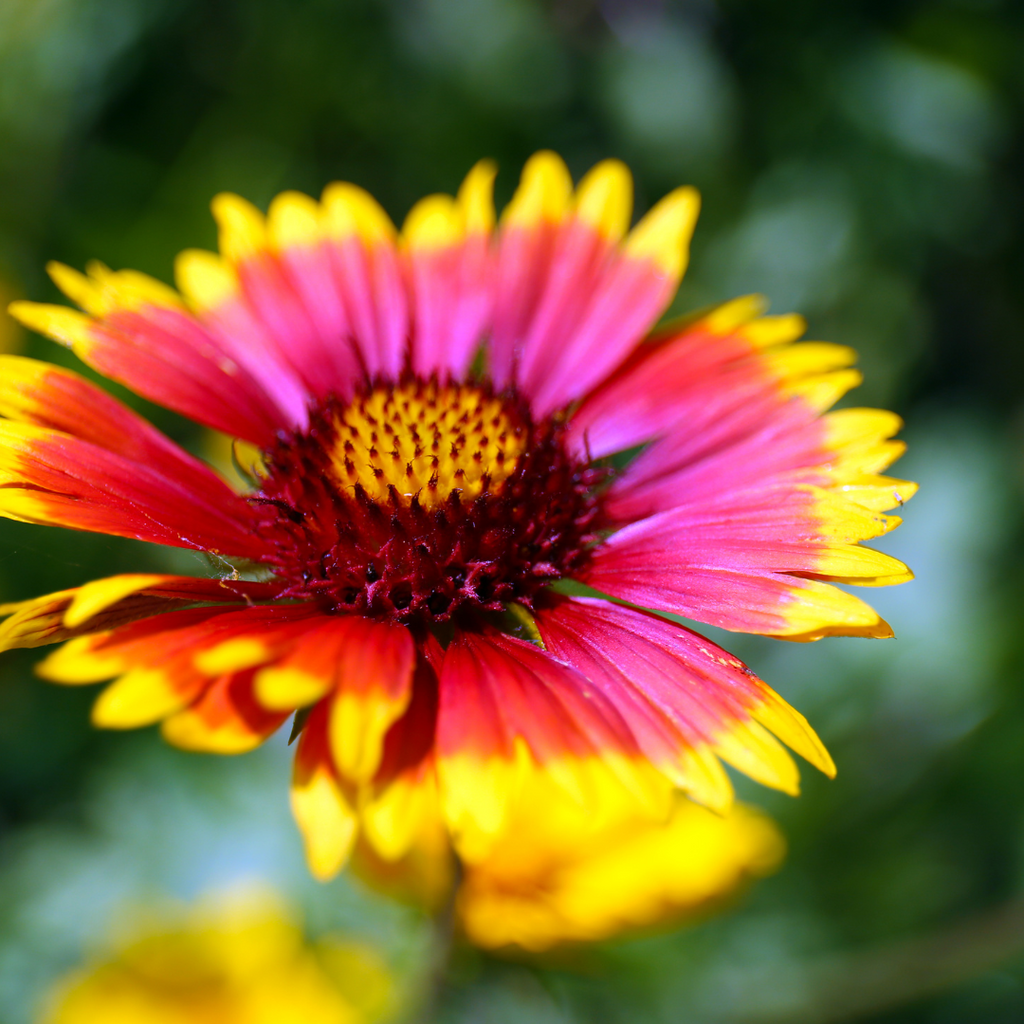 Gaillardia Mariachi Copper Sun - Gaillardia aristata 'SpinTop Mariachi Copper Sun'