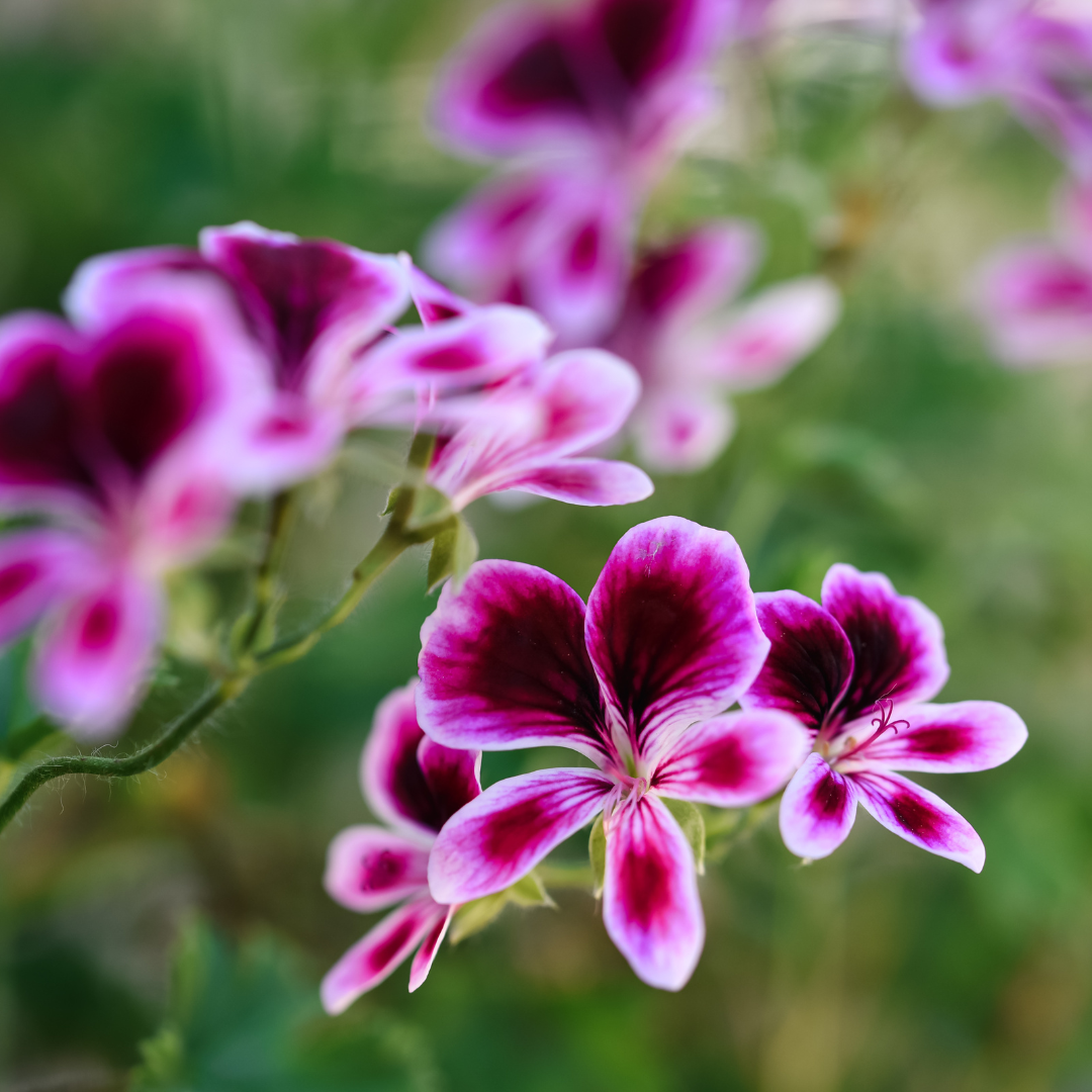 Géranium Mosquitaway Megan - Geranium Mosquitaway Megan (plant) – Enracinés