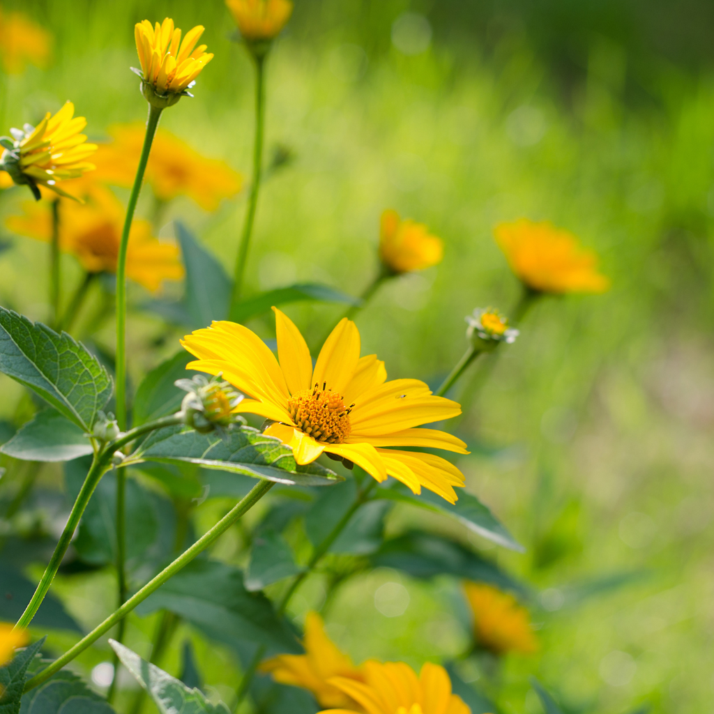 Héliopsis faux-hélianthe  - Heliopsis helianthoides