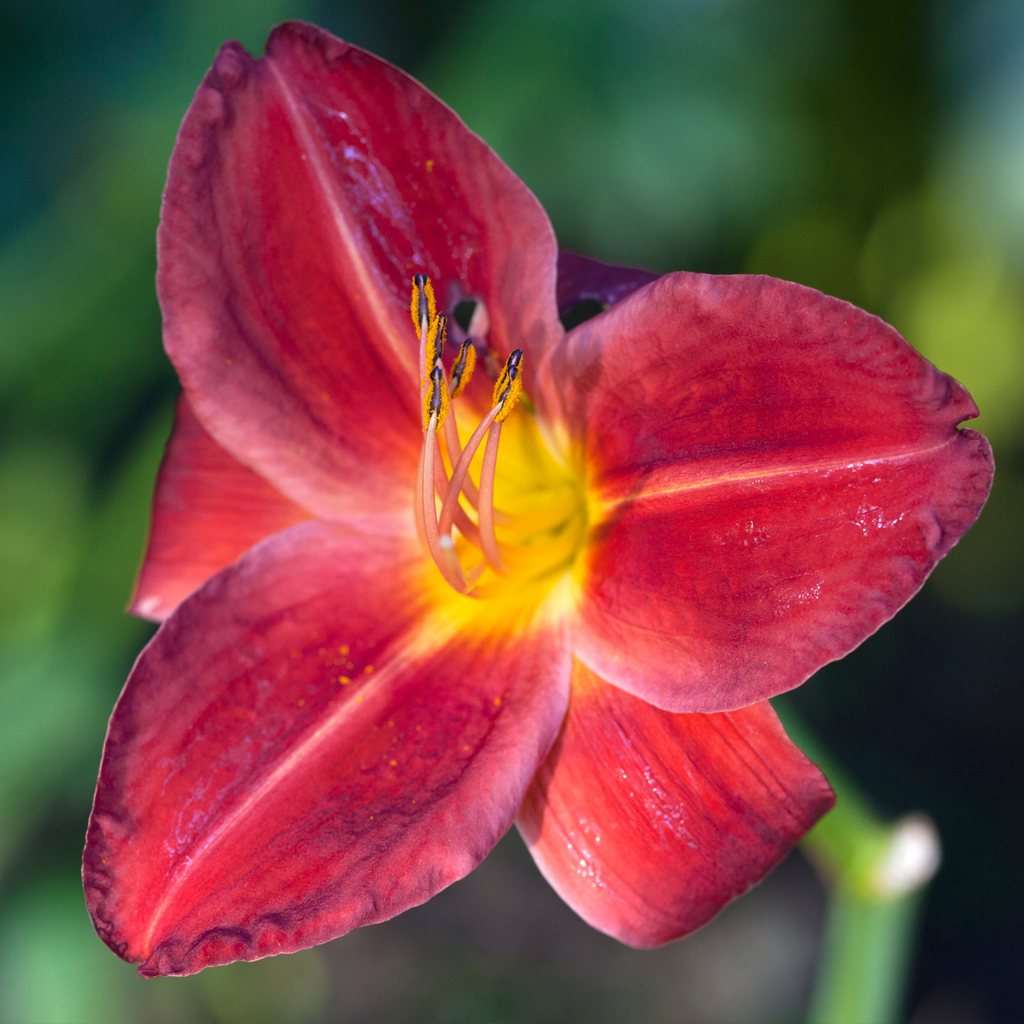 Hémérocalle Chicago Apache - Hemerocallis 'Chicago Apache'