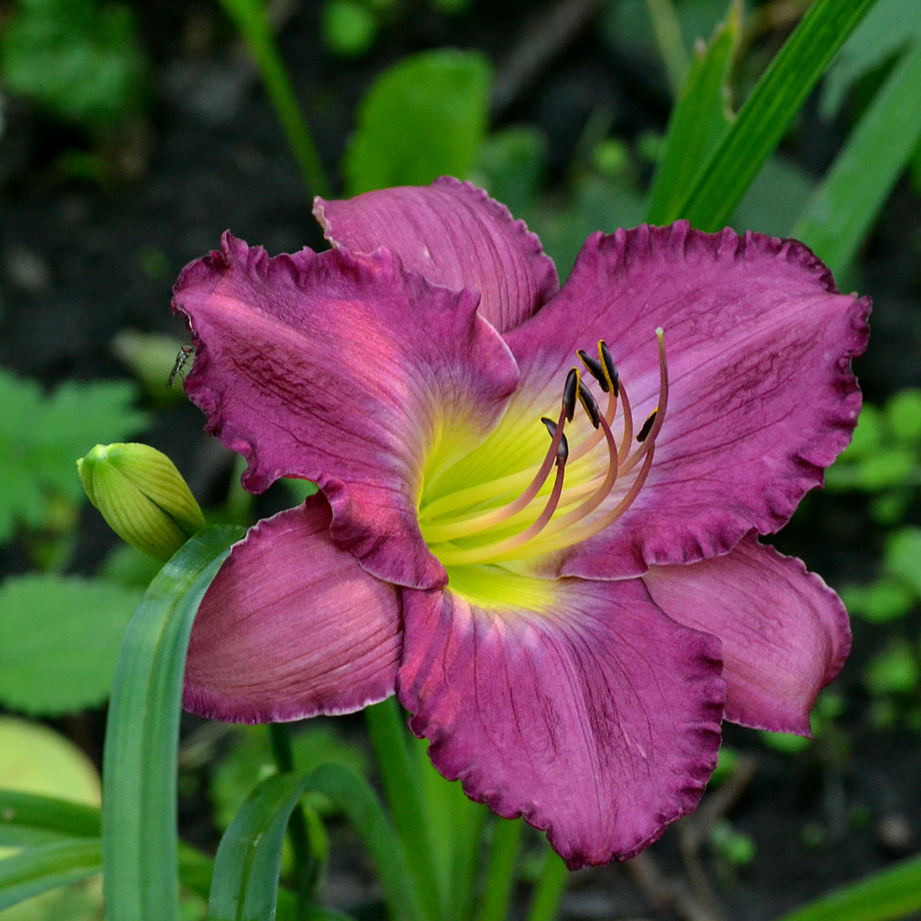 Hémérocalle Purple de Oro - Hemerocallis 'Purple de Oro'