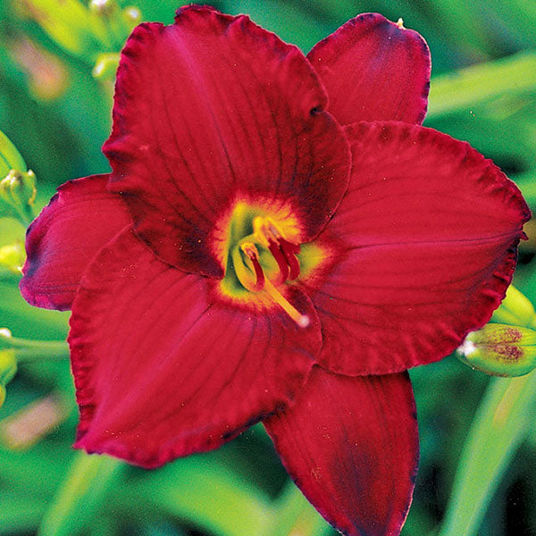 Hémérocalle Red Pinocchio - Hemerocallis 'Red Pinocchio'