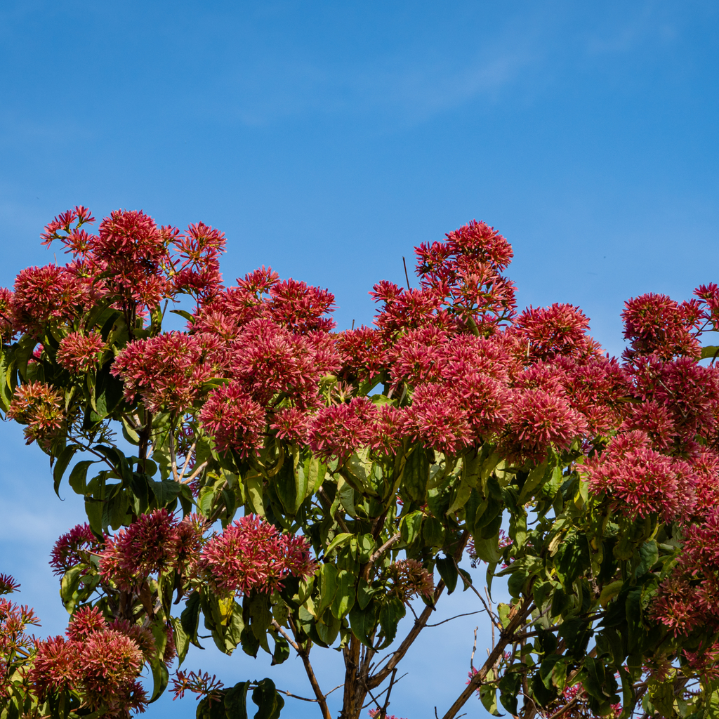 Heptacodium Temple of Bloom - Heptacodium mic. 'Temple of Bloom'