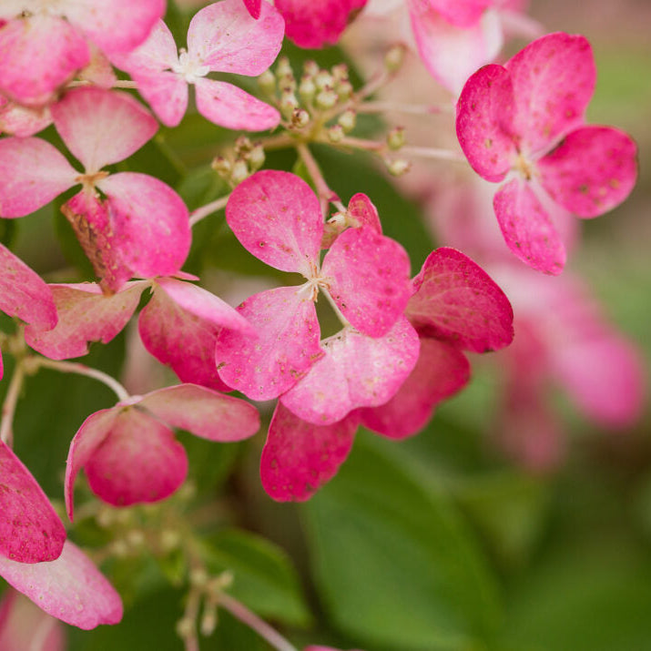 Hydrangée paniculée Diamant Rouge - Hydrangea paniculata 'Diamant Rouge'