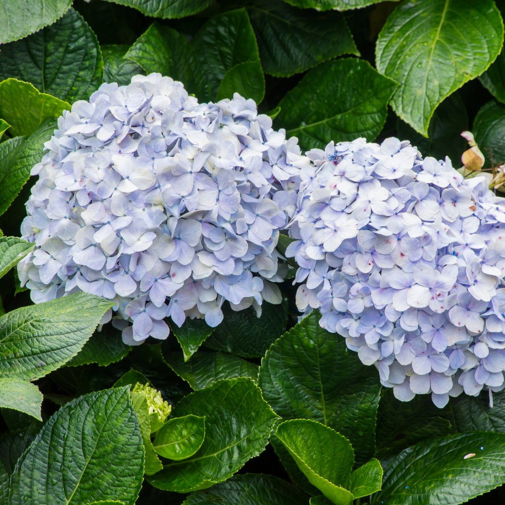 Hortensia Endless Summer - Hydrangea macrophylla 'Endless Summer'