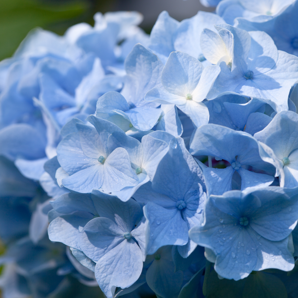 Hortensia Endless Summer - Hydrangea macrophylla 'Endless Summer'