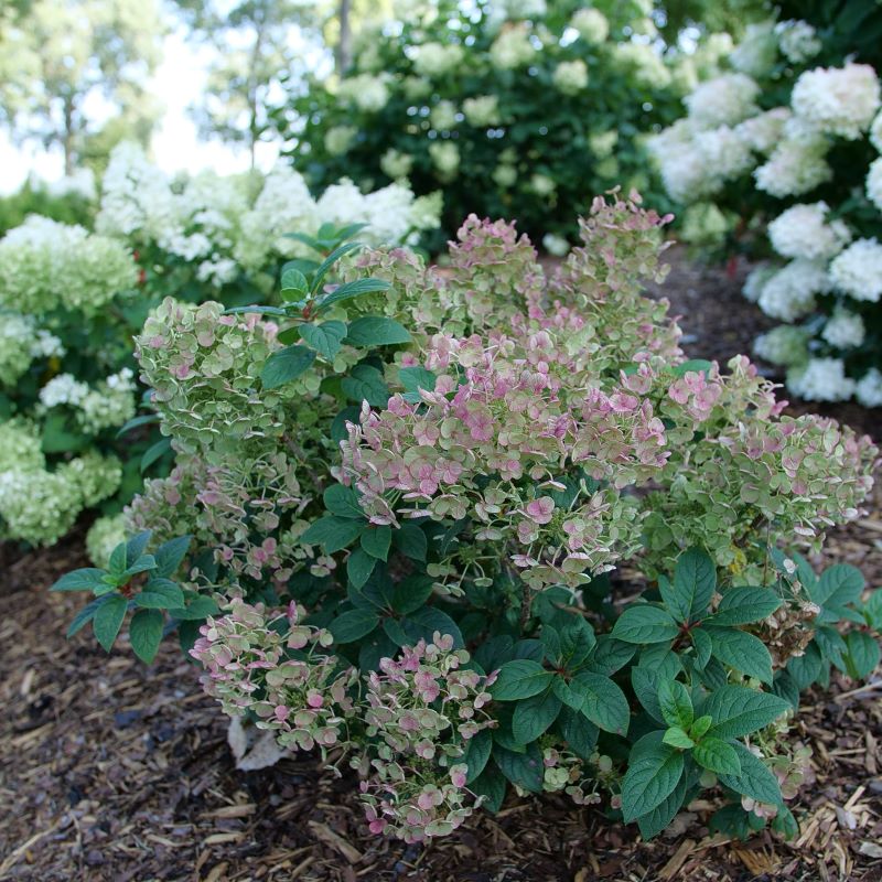 Hydrangée paniculée Tiny Quick Fire - Hydrangea paniculata 'Tiny Quick Fire'