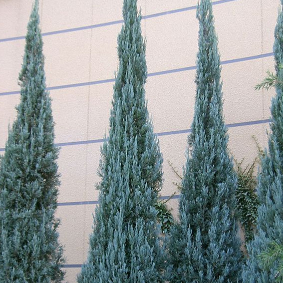 Genévrier Blue Heaven - Juniperus horizontalis 'Blue Heaven'