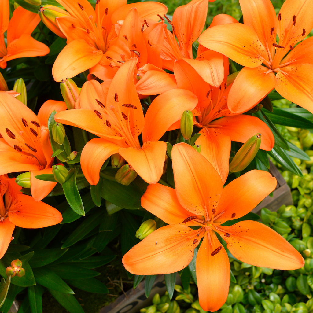 Lis asiatique Orange Pixie - Lilium 'Orange Pixie'
