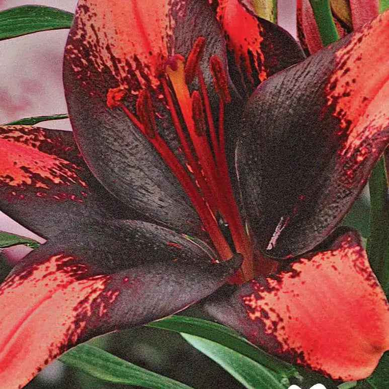 Lys, Lis asiatique Shadow - Lilium 'Shadow'