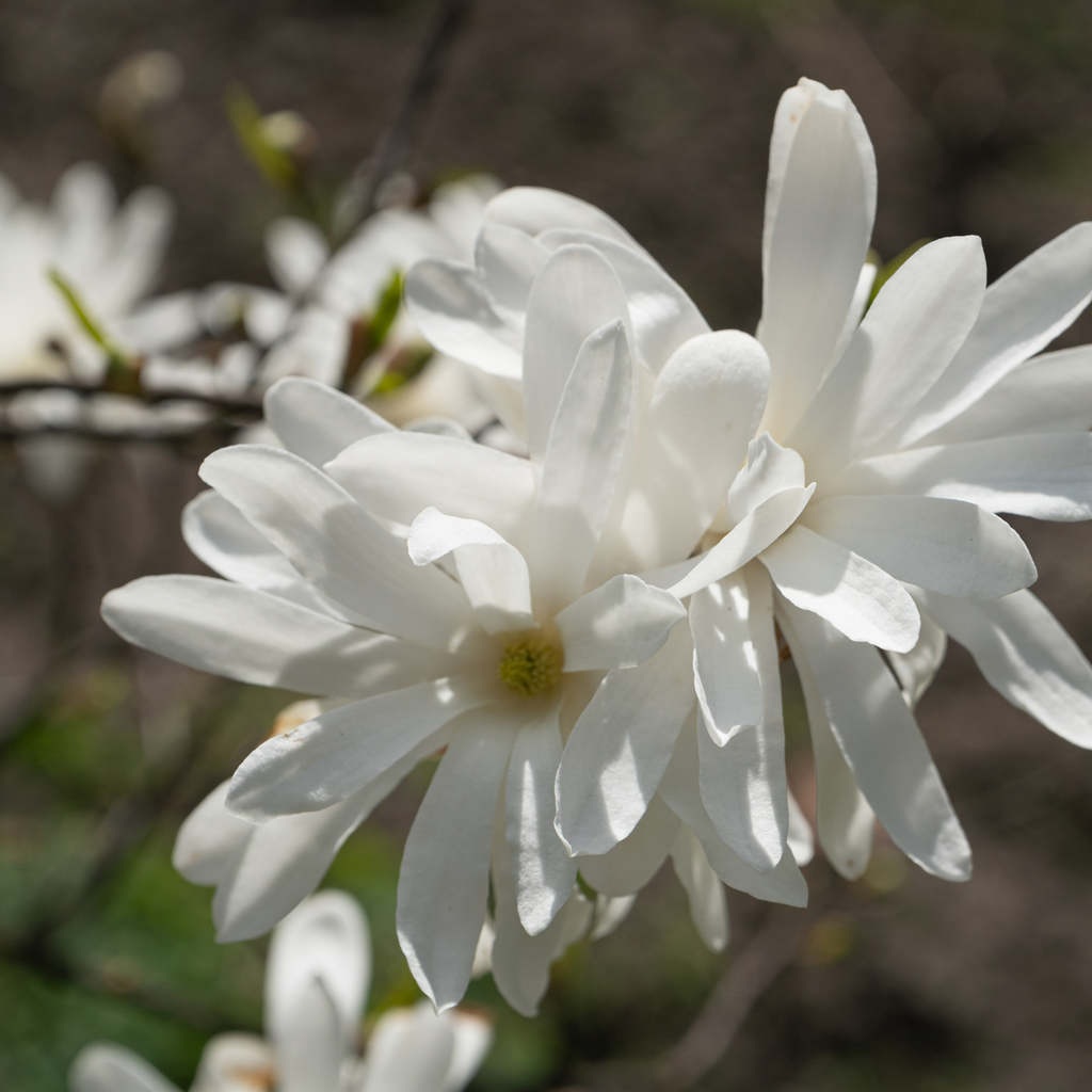 Magnolia stellata 'Royal Star'