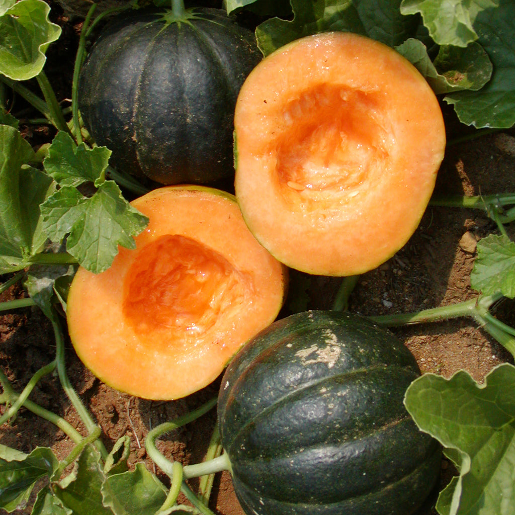 Cucumis melo var. cantaloupensis 