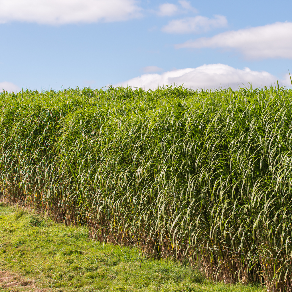 Eulalie Géante - Miscanthus giganteus