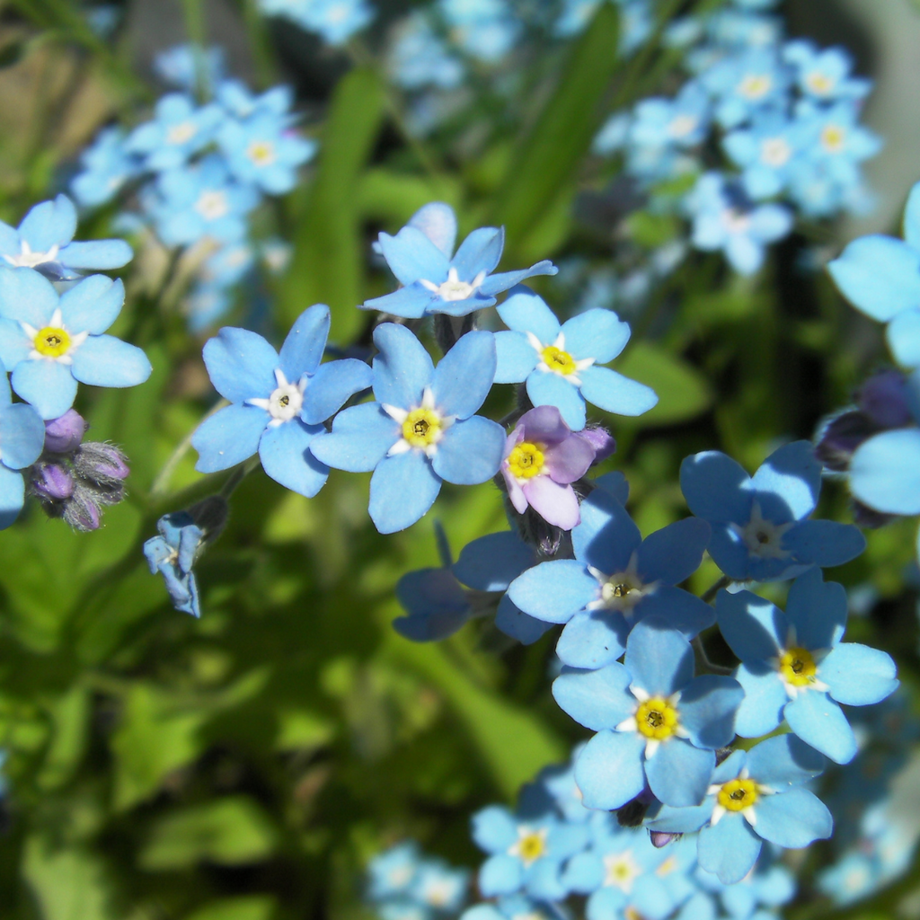 Myosotis des marécages - Myosotis scorpioides ‘Semperflorens’