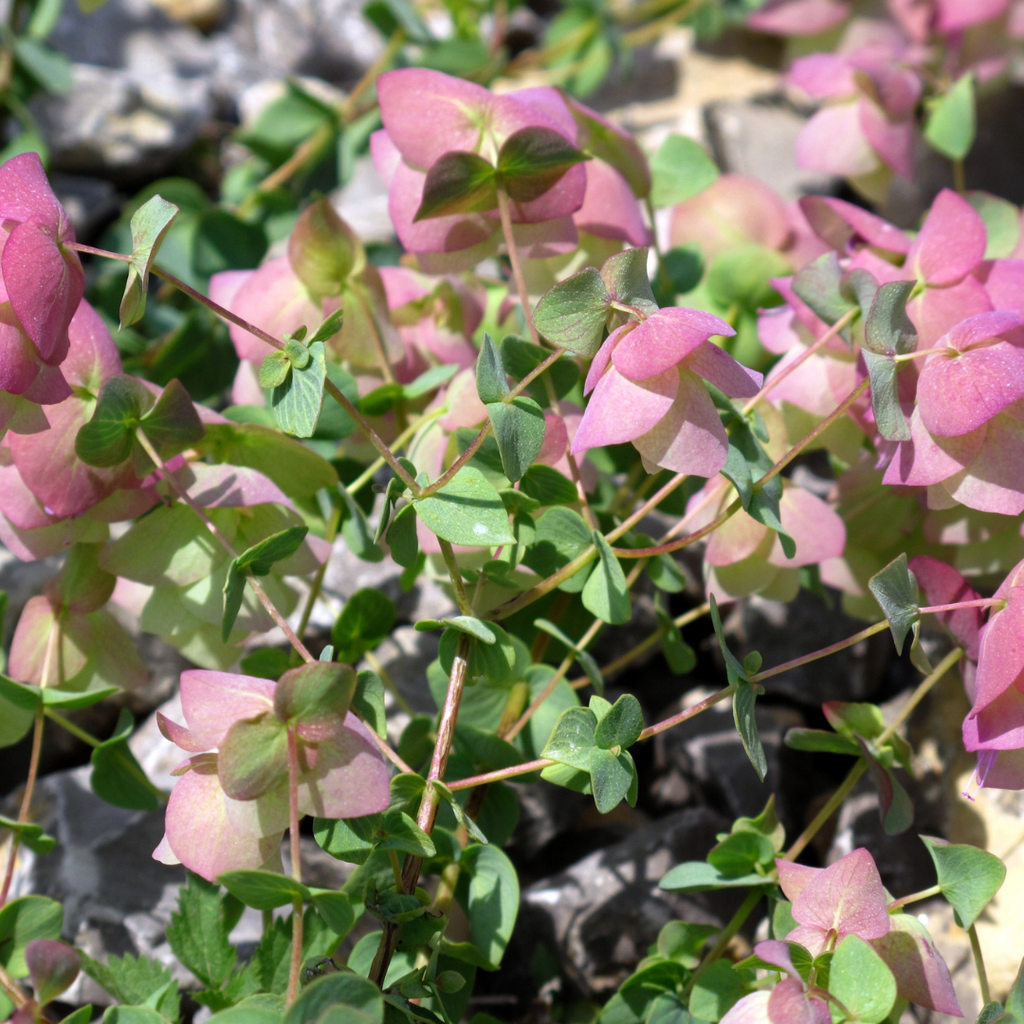 Origan Kent Beauty - Origanum rotundifolium ‘Kent Beauty’