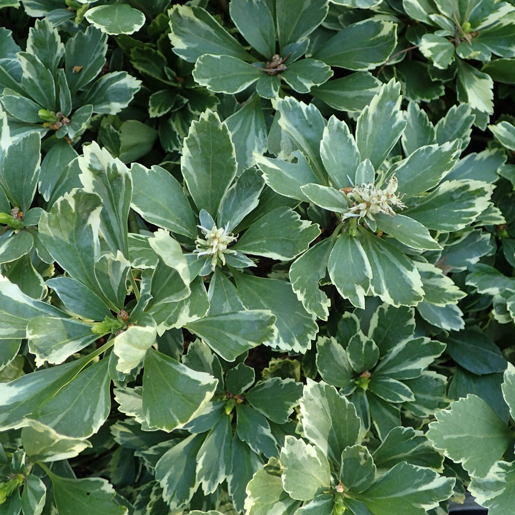 Pachysandra_silver