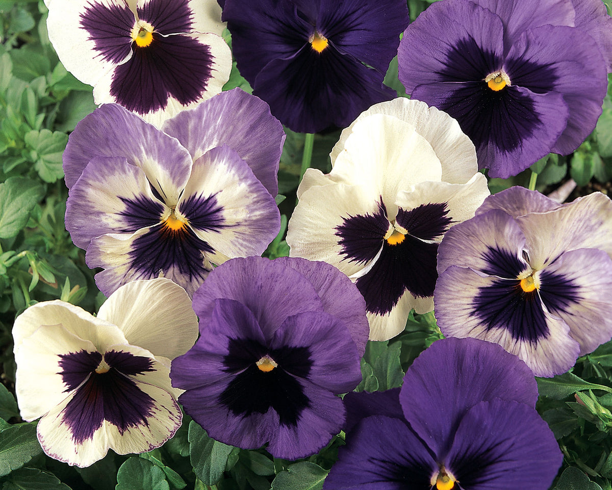 Pensée Viola 'Matrix ou Delta Mix' (plant BIO) – Enracinés