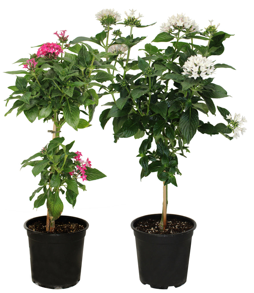Pentas - Pentas