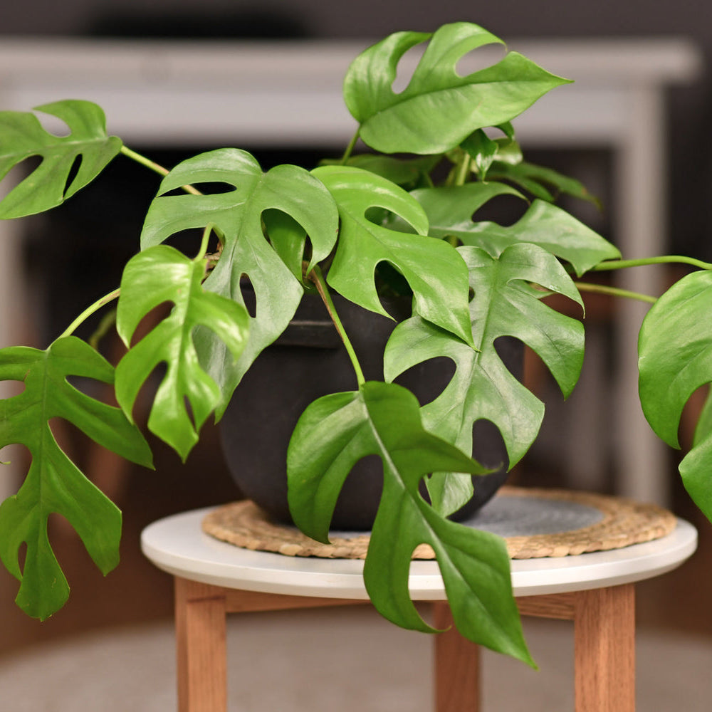 monstera minima philodendron Philodendron Minima