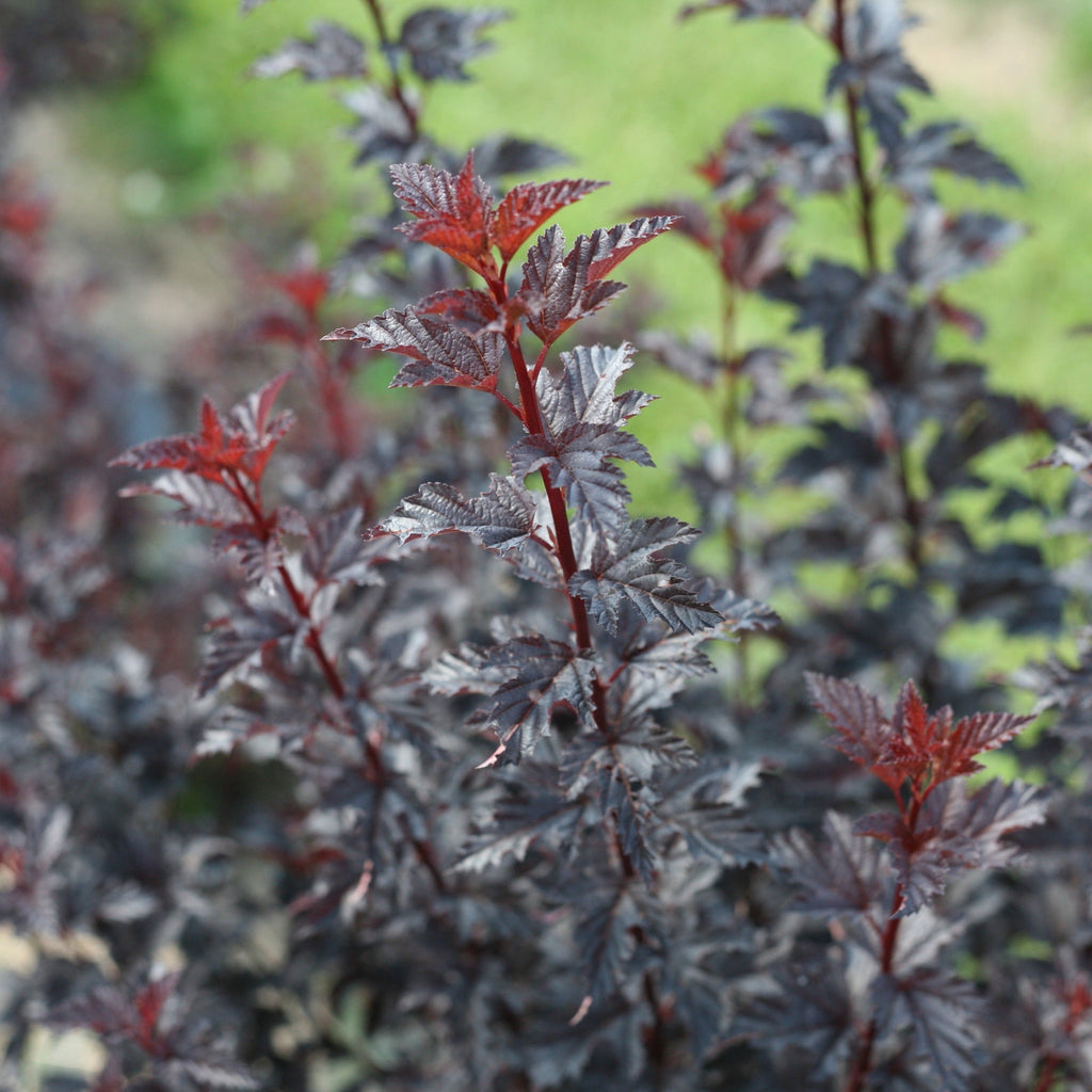 Physocarpus opulifolius 'Summer Wine Black'