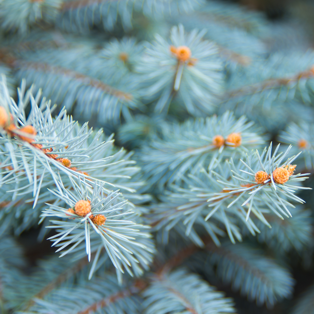 Épinette bleu Baby Blue - Picea pungens 'Baby Blue'