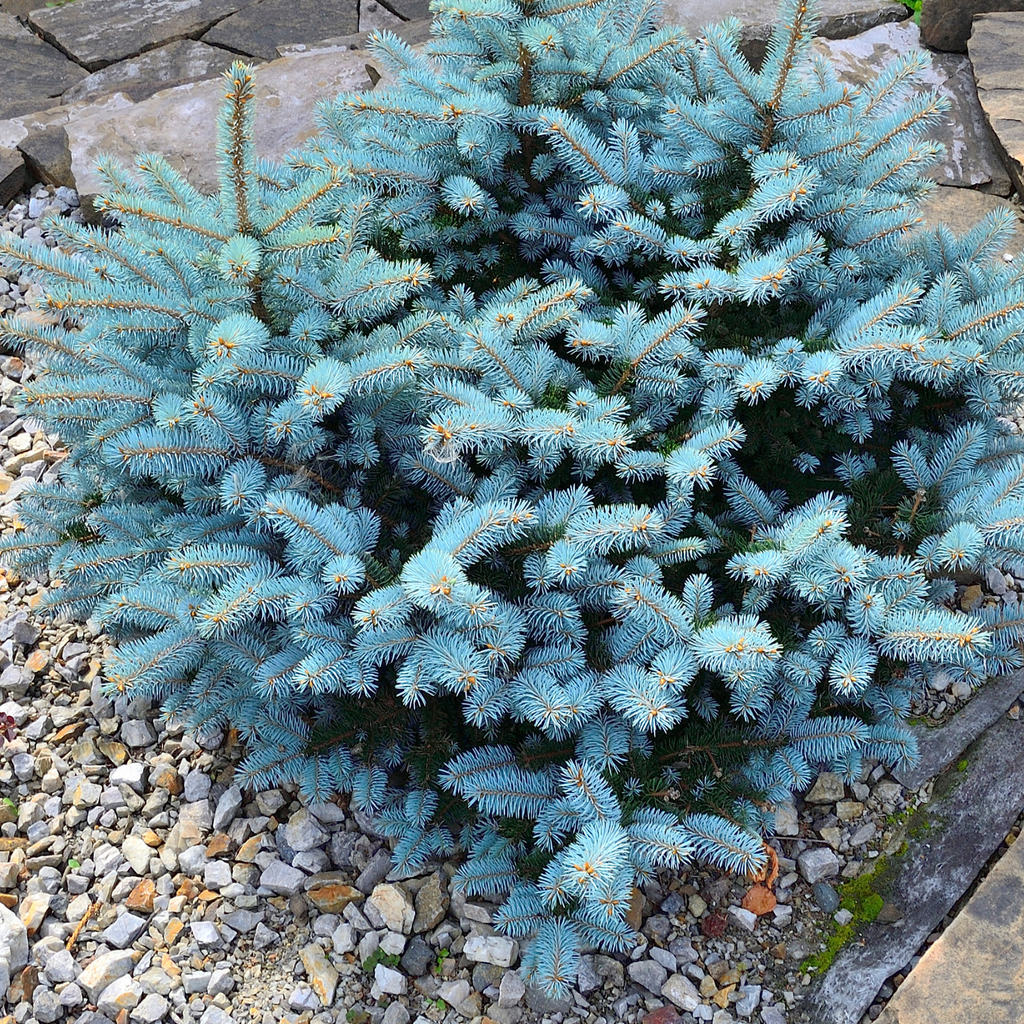 Épinette du Colorado naine - Picea pungens 'Glauca Globosa'