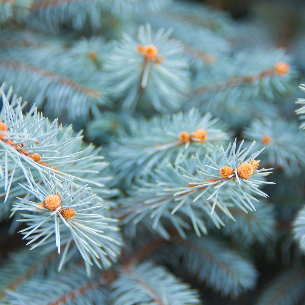 Épinette bleu du Colorado - Picea pungens glauca