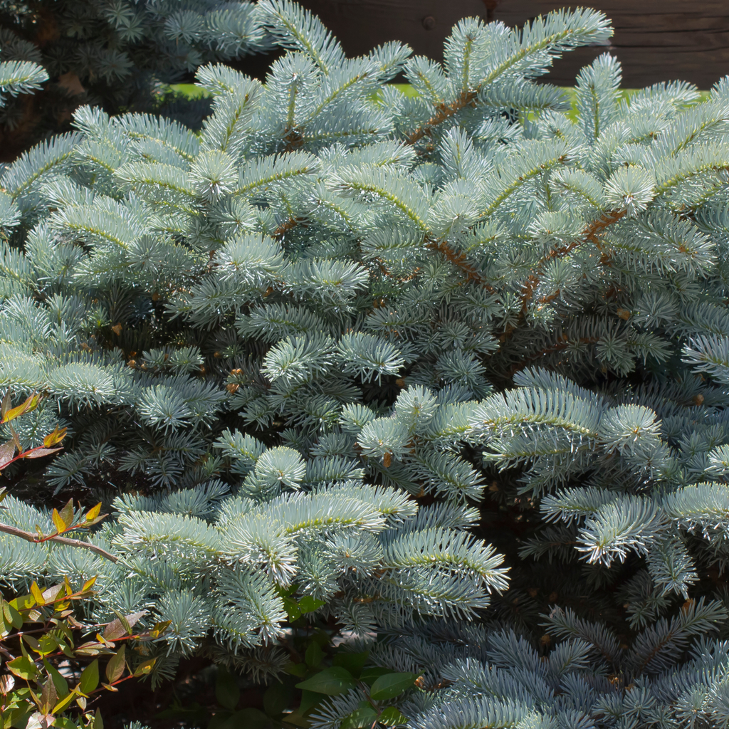 Épinette bleu naine Thume - Picea pungens 'Thume'