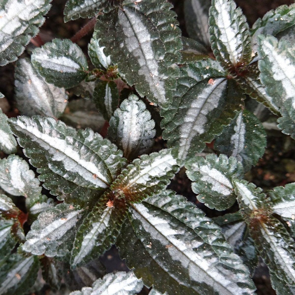 Pilea Silver Tree - Pilea 'Silver Tree' – Enracinés