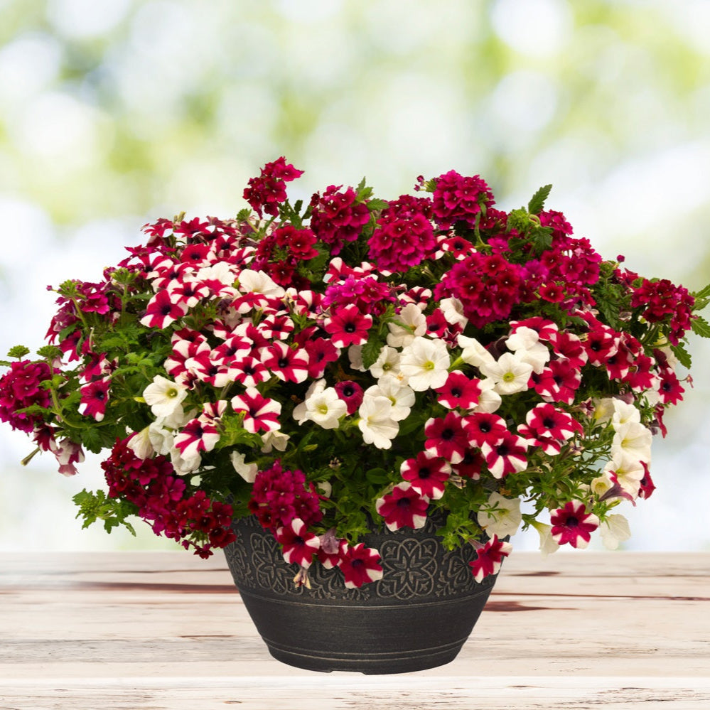 jardinière de fleurs, panier suspendu