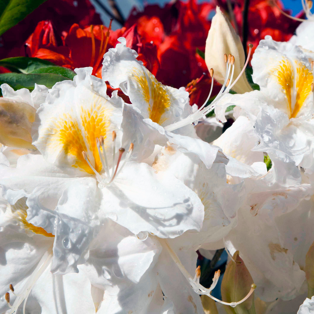 Azalée Northern Hi-Lights - Rhododendron 'Northern Hi-Lights'