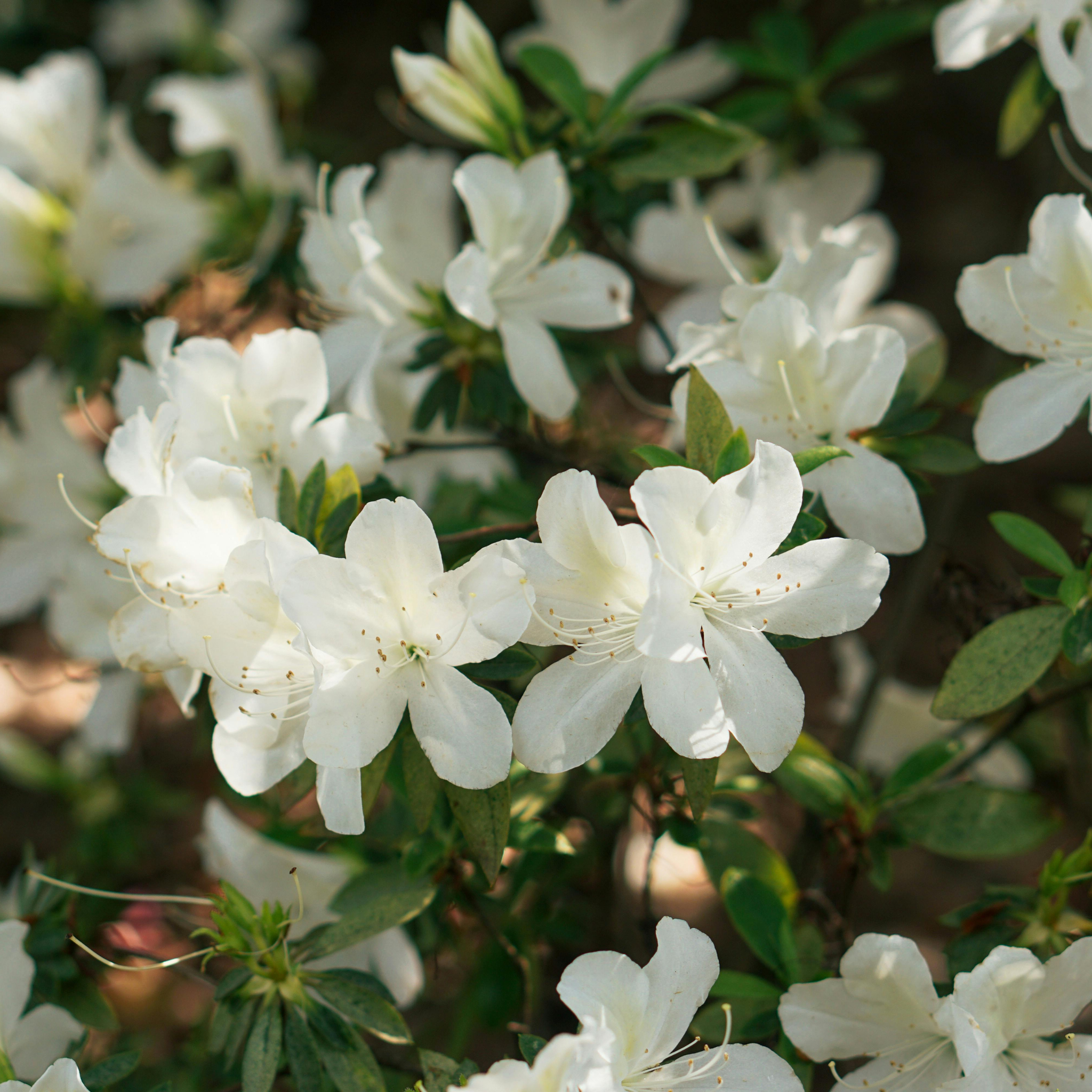 rhododendron white lights Azalée White Lights