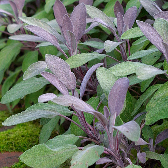 Sauge mauve (plant NON-BIO)