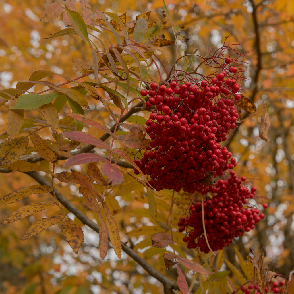 Sorbier d'Amérique - Sorbus americana