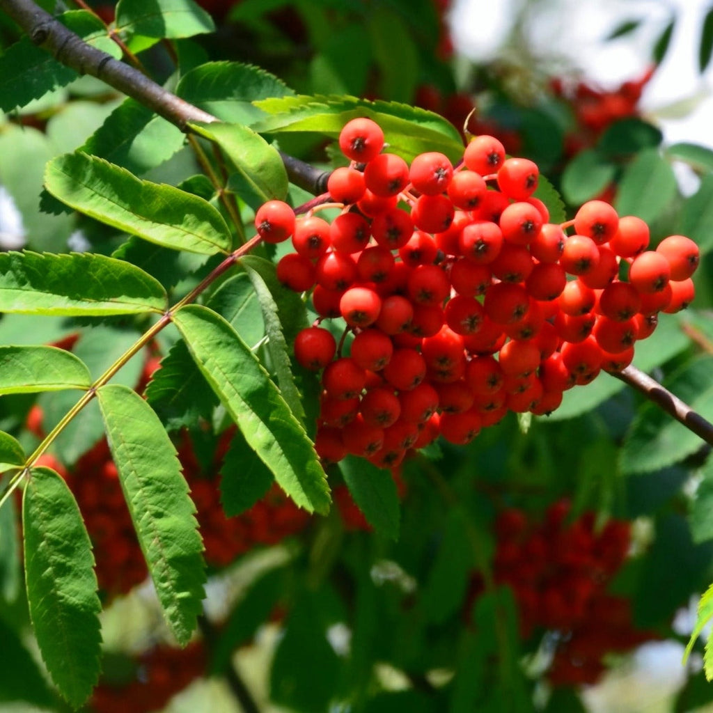 Sorbus acuparia 'Cardinal Royal'