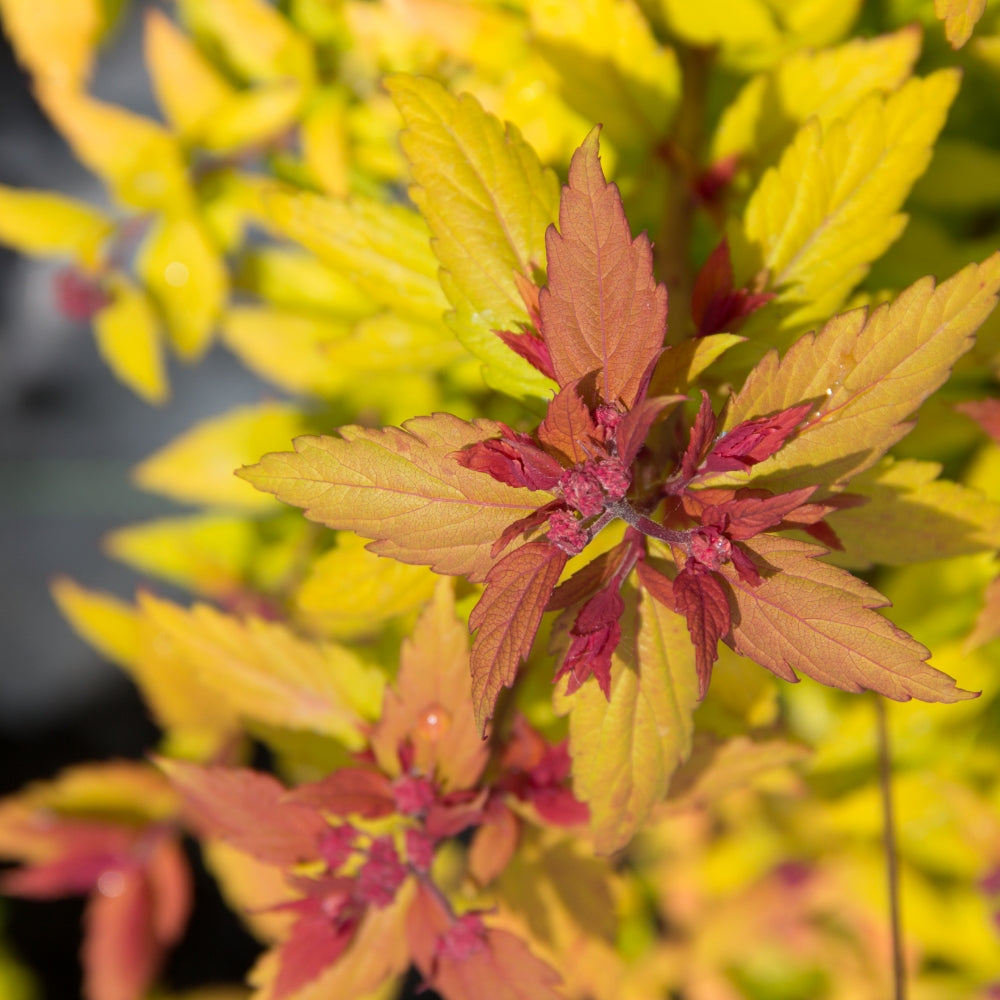 Spirée Poprocks Rainbow Fizz - Spiraea japonica 'Matgold'