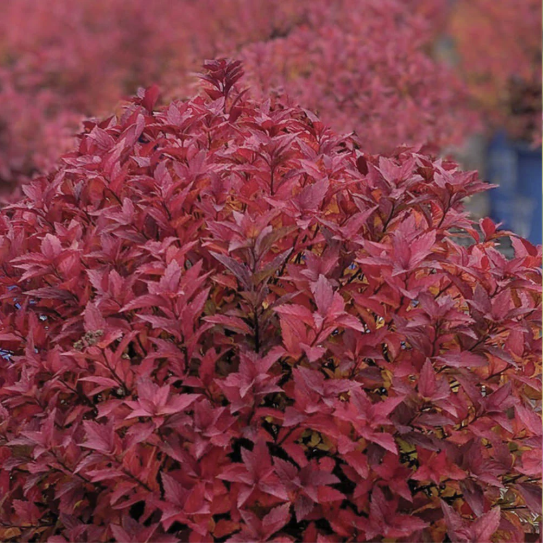 Spirée Poprocks Rainbow Fizz - Spiraea japonica 'Matgold'