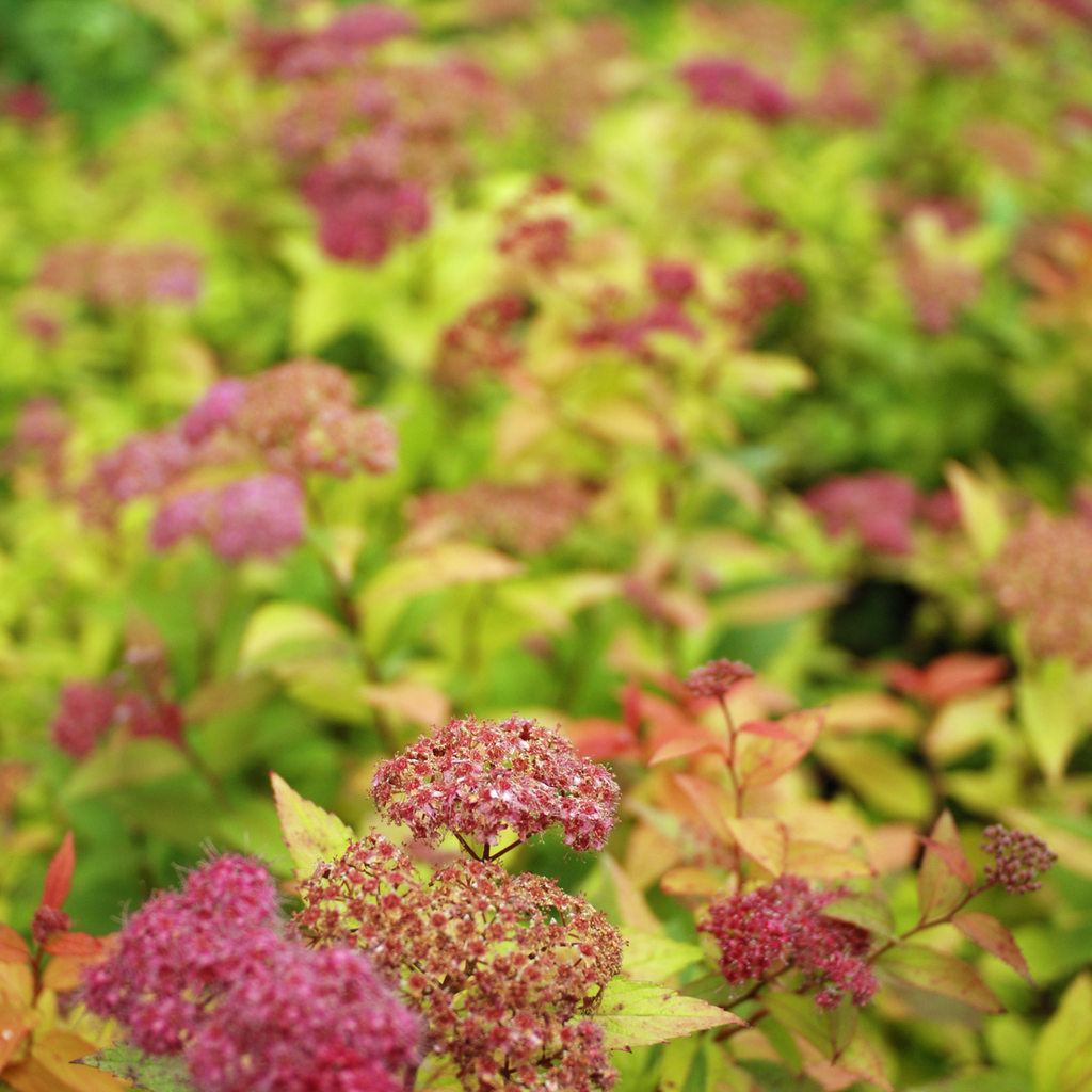 Spirée Candlelight - Spiraea japonica 'Candlelight'